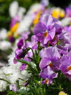 Konzeptionstag Mai 2023 im Botanischen Garten